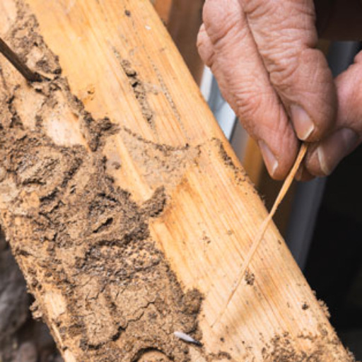 termite inspection