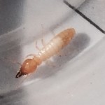 Coptotermes acinaciformis termite