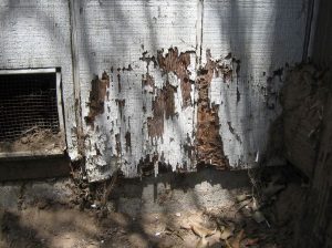 termite damage on home exterior