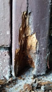 is it termite damage or rot